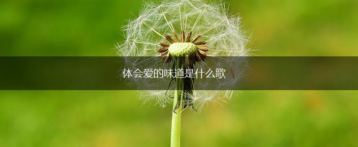 体会爱的味道是什么歌,第1张