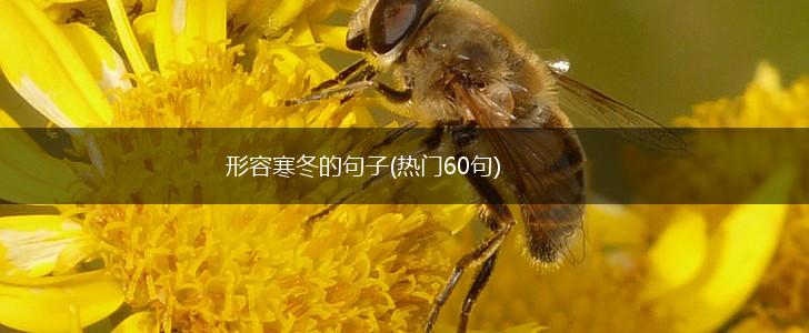 形容寒冬的句子(热门60句),第1张