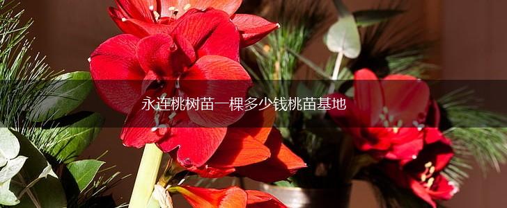 永连桃树苗一棵多少钱桃苗基地,第1张