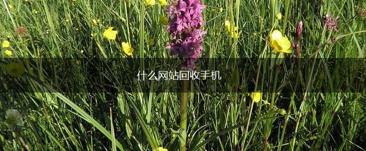 什么网站回收手机,第1张