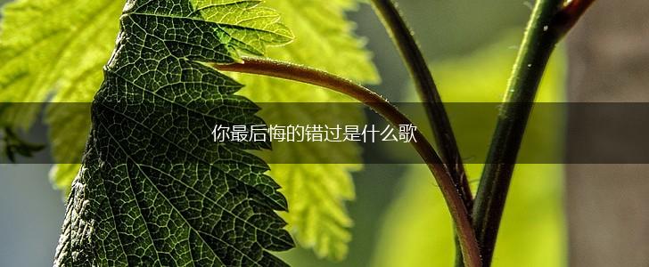 你最后悔的错过是什么歌,第1张