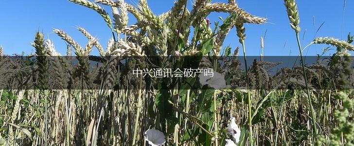 中兴通讯会破产吗,第1张