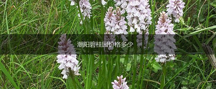 潮阳碧桂园价格多少,第1张