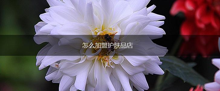 怎么加盟护肤品店,第1张