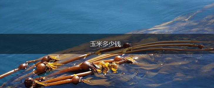 玉米多少钱,第1张