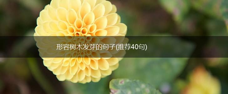 形容树木发芽的句子(推荐40句),第1张