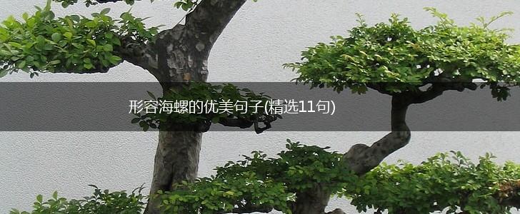 形容海螺的优美句子(精选11句),第1张