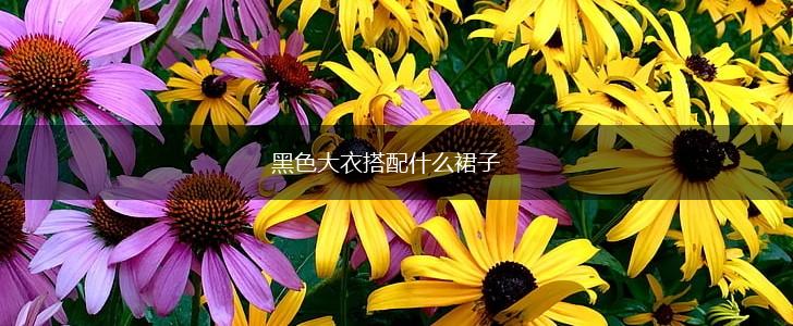 黑色大衣搭配什么裙子,第1张