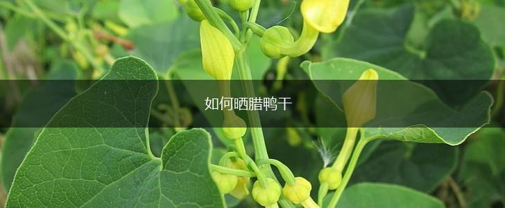 如何晒腊鸭干,第1张