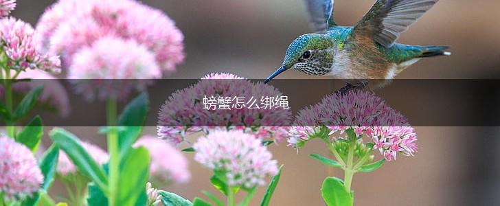 螃蟹怎么绑绳,第1张