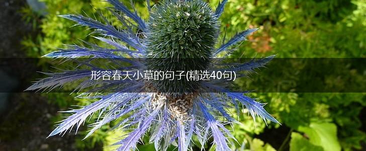 形容春天小草的句子(精选40句),第1张
