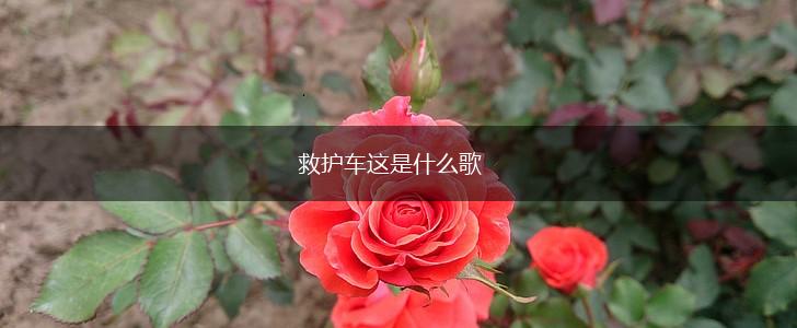 救护车这是什么歌,第1张