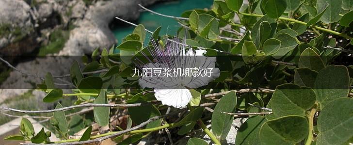 九阳豆浆机哪款好,第1张