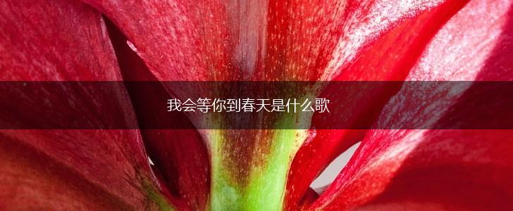 我会等你到春天是什么歌,第1张