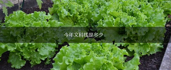 今年文科线是多少,第1张