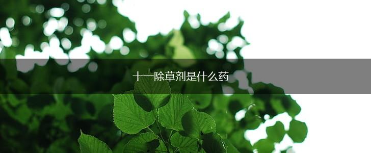 十一除草剂是什么药,第1张