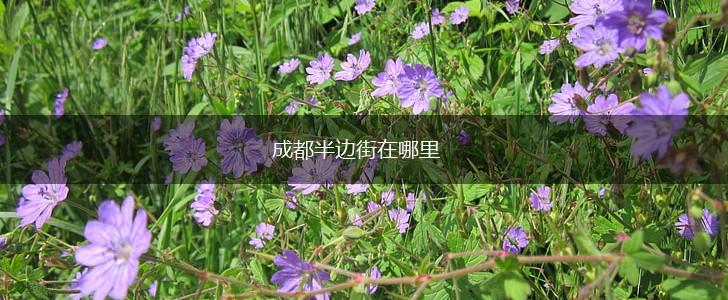 成都半边街在哪里,第1张
