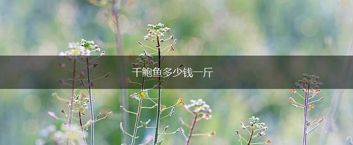 干鲍鱼多少钱一斤,第1张