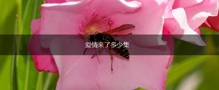 爱情来了多少集,第1张