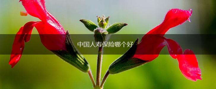 中国人寿保险哪个好,第1张