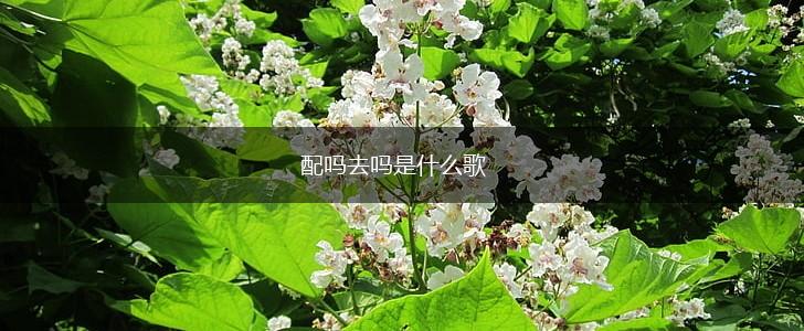 配吗去吗是什么歌,第1张
