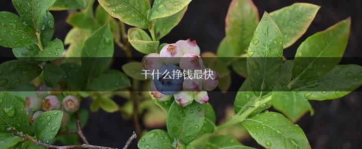 干什么挣钱最快,第1张