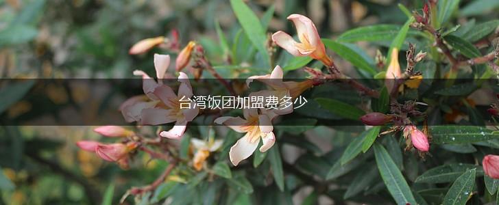 台湾饭团加盟费多少,第1张