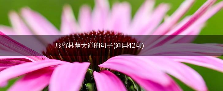 形容林荫大道的句子(通用42句),第1张