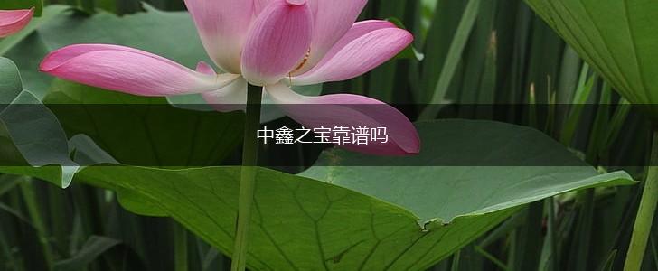 中鑫之宝靠谱吗,第1张