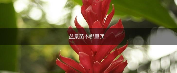盆景苗木哪里买,第1张