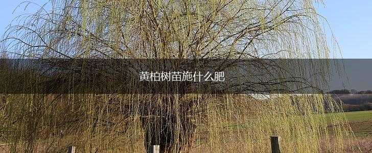 黄柏树苗施什么肥,第1张