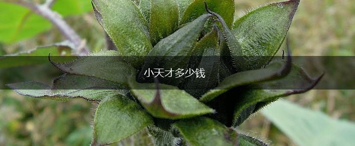 小天才多少钱,第1张