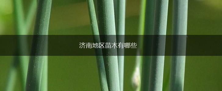 济南地区苗木有哪些,第1张