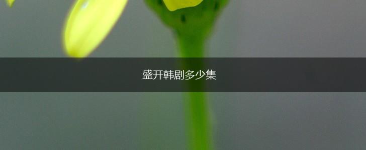 盛开韩剧多少集,第1张