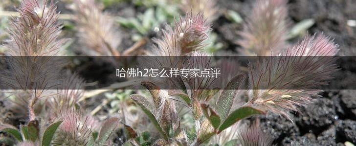 哈佛h2怎么样专家点评,第1张