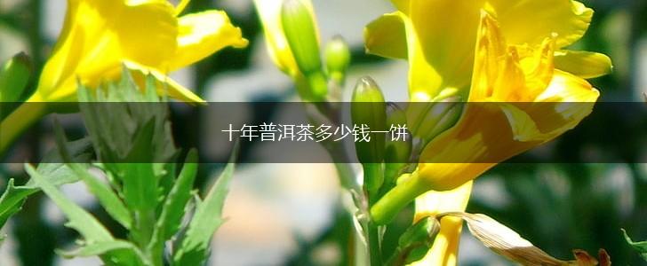 十年普洱茶多少钱一饼,第1张