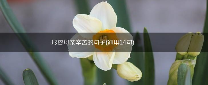 形容母亲辛苦的句子(通用14句),第1张