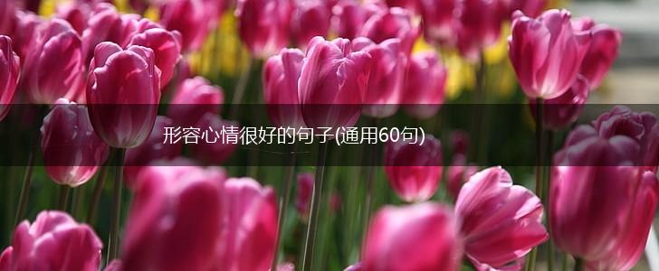 形容心情很好的句子(通用60句),第1张