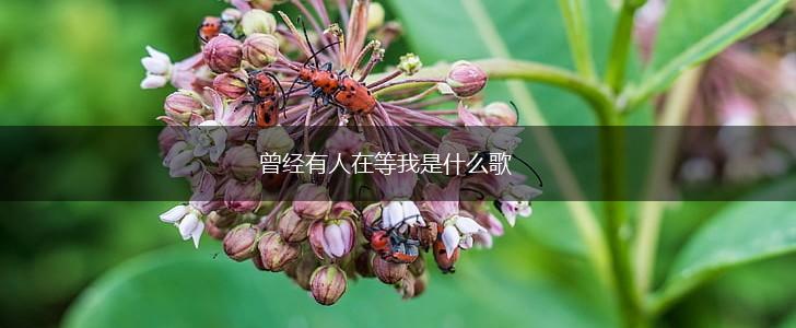 曾经有人在等我是什么歌,第1张