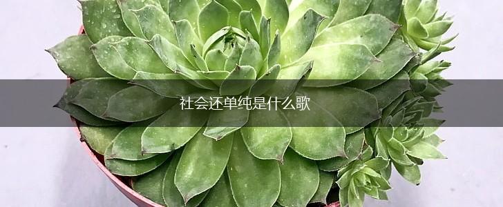 社会还单纯是什么歌,第1张