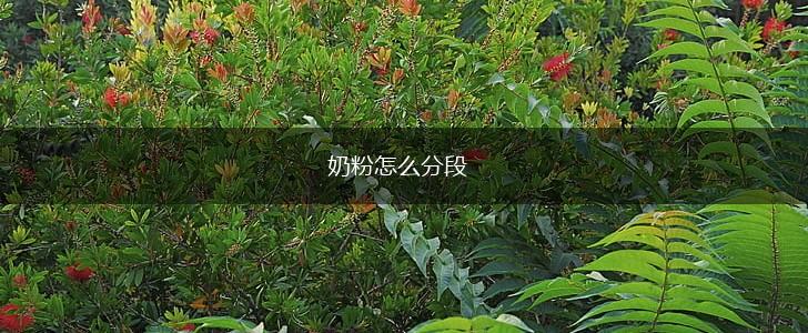 奶粉怎么分段,第1张