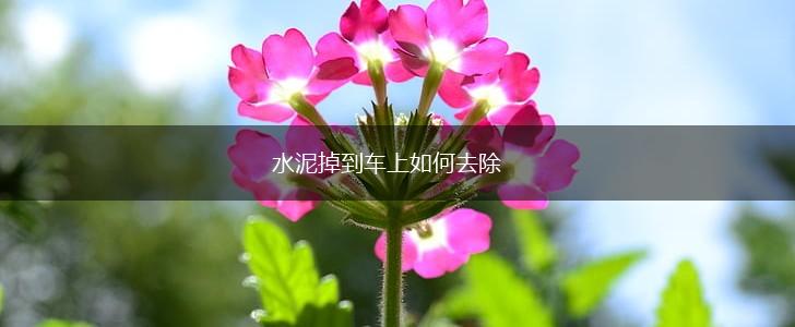 水泥掉到车上如何去除,第1张