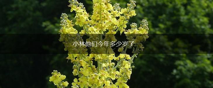 小林他们今年多少岁了,第1张