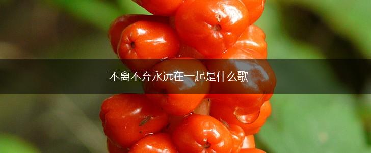 不离不弃永远在一起是什么歌,第1张