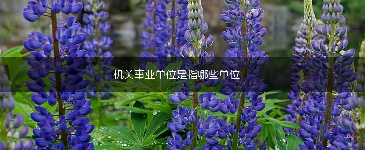 机关事业单位是指哪些单位,第1张
