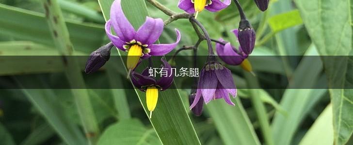 虾有几条腿,第1张