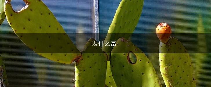 发什么富,第1张