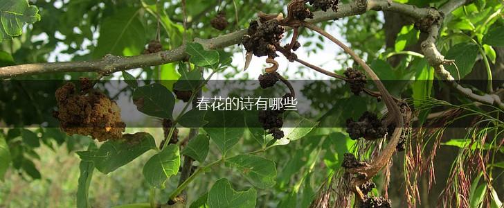 春花的诗有哪些,第1张
