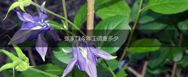 张家口今年工资涨多少,第1张