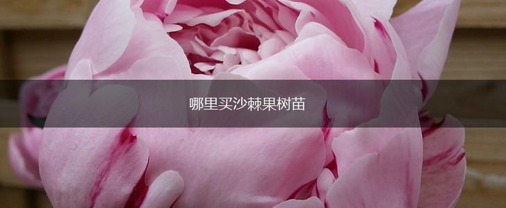 哪里买沙棘果树苗,第1张